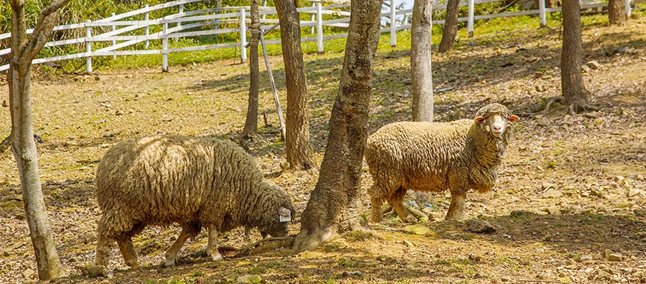 綠光森林牧場草地上的綿羊