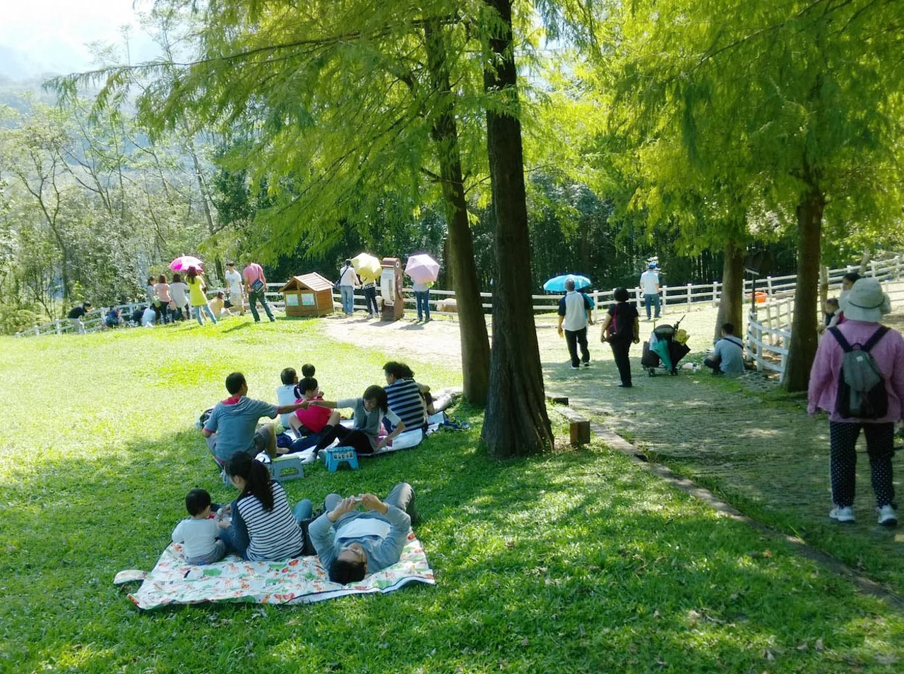 夏日池畔的綠意風光
